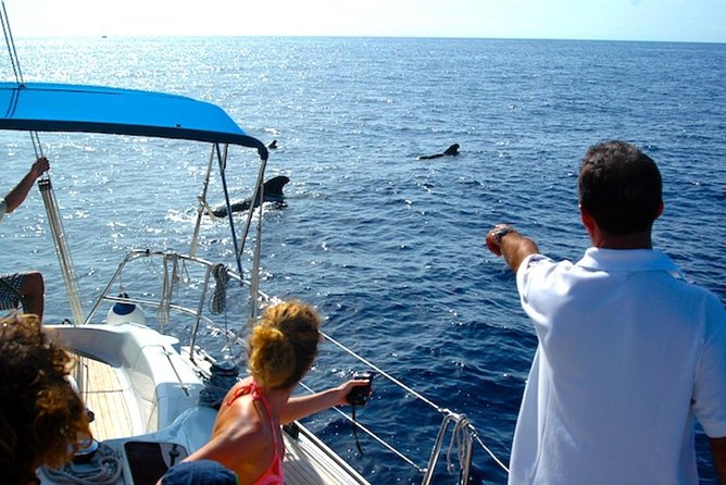 Dolphin and Whales watching cruise from Puerto Rico de Gran Canaria - Crew energy, safety focus, and what you learn while scanning