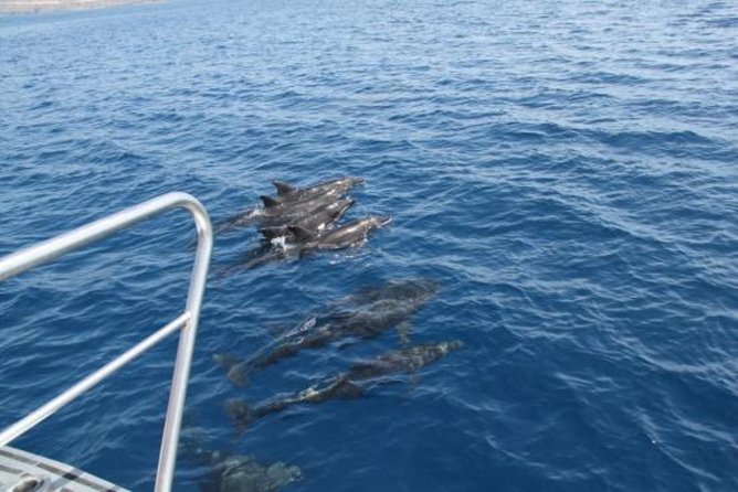 Dolphin and Whales watching cruise from Puerto Rico de Gran Canaria - What the itinerary really looks like: Spirit of the Sea boarding and the search pattern