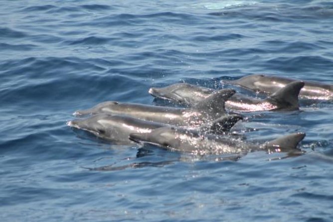 Dolphin and Whales watching cruise from Puerto Rico de Gran Canaria - Swim stop upgrade: who should consider it