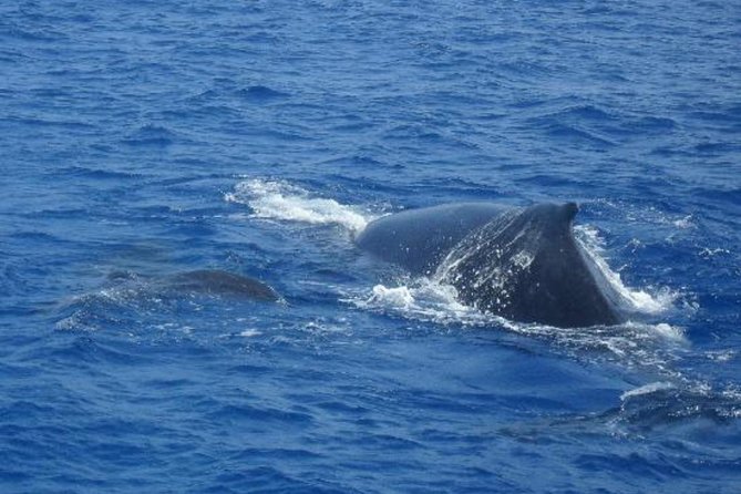 Dolphin and Whales watching cruise from Puerto Rico de Gran Canaria - If you see nothing: how the free return pass works in real life