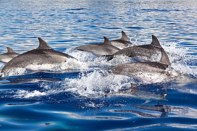 Dolphin and Whales watching cruise from Puerto Rico de Gran Canaria - The glass-bottom deck: your best tool for real sightings