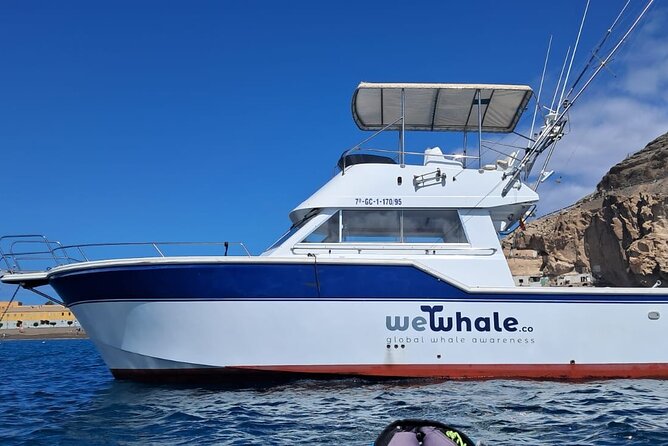 Dolphin Observation In A Small Group On A Silent Hybrid Boat - Why a silent hybrid boat matters on dolphin-watching water