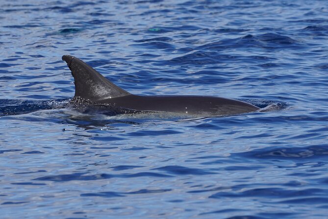 Dolphin Observation In A Small Group On A Silent Hybrid Boat - What species you might see near Gran Canaria