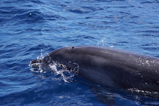 Dolphin Observation In A Small Group On A Silent Hybrid Boat - How spotting actually works once you’re out there