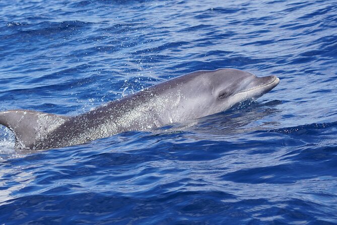 Dolphin Observation In A Small Group On A Silent Hybrid Boat - Snacks, drinks, and the small comforts that add up
