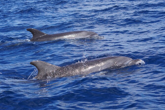 Dolphin Observation In A Small Group On A Silent Hybrid Boat - Price and value: is about $102 a fair deal?