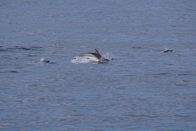 Dolphin Observation In A Small Group On A Silent Hybrid Boat - Who this dolphin observation tour suits best