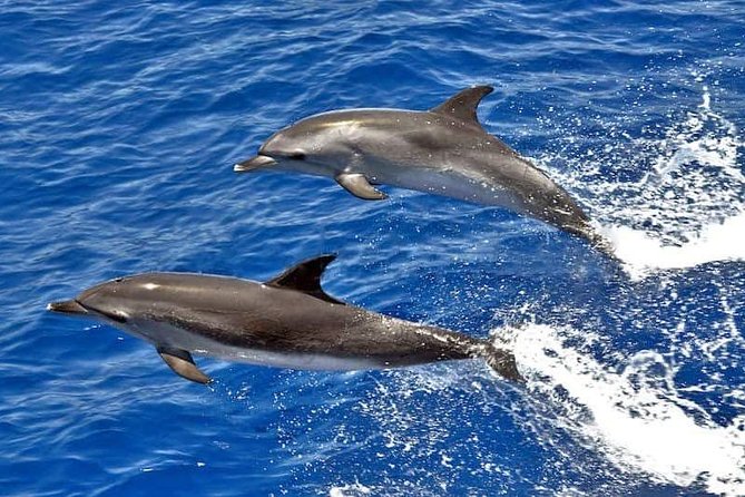 Dolphin Searching Tour in Puerto de Mogán ("KEEPER UNO" Boat) - Key points to know before you go