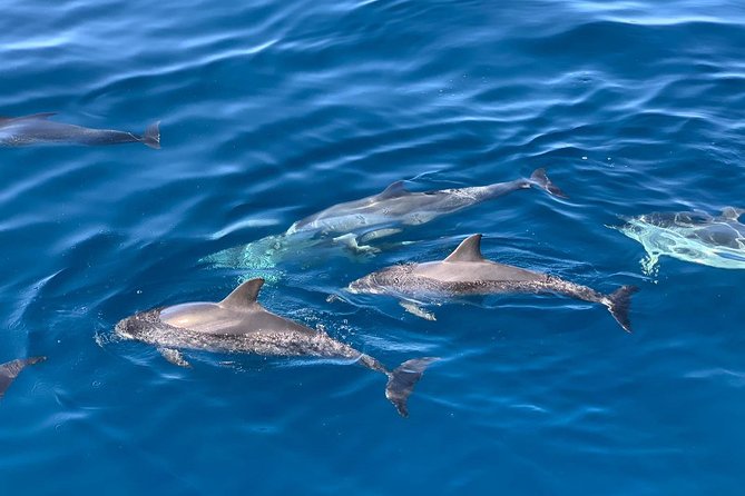 Dolphin Searching Tour in Puerto de Mogán ("KEEPER UNO" Boat) - Water time onboard: swimming, snorkeling, and one real equipment issue