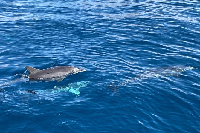 Dolphin Searching Tour in Puerto de Mogán ("KEEPER UNO" Boat) - Crew and onboard communication: friendly help, mixed commentary
