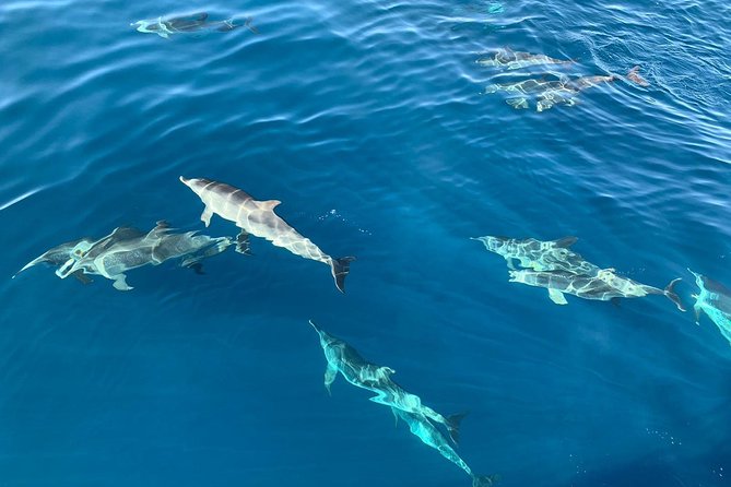 Dolphin Searching Tour in Puerto de Mogán ("KEEPER UNO" Boat) - Dolphin searching on a 4-hour schedule (and what it really looks like)