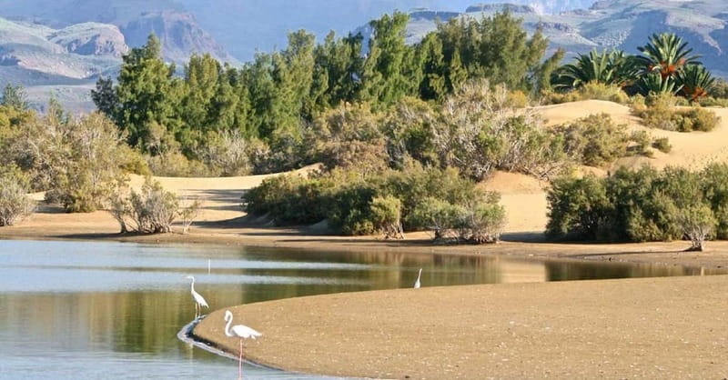 e-Scooter City Tour + Camel Ride inside Maspalomas Dunes - Who should book, and who should reconsider