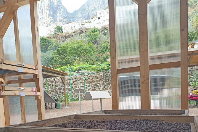Explore Gran Canaria’s Coffee at Finca Los Castaños - Key Things Worth Knowing Before You Go