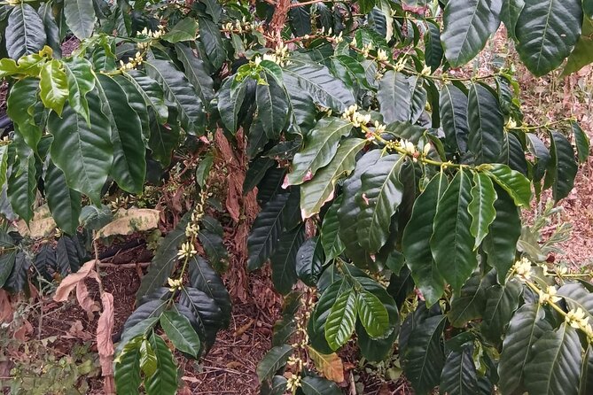 Explore Gran Canaria’s Coffee at Finca Los Castaños - Why the Agaete Valley Location Matters (More Than Just Pretty Photos)