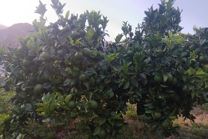 Explore Gran Canaria’s Coffee at Finca Los Castaños - Climate Change Talk, Without the Heavy Mood