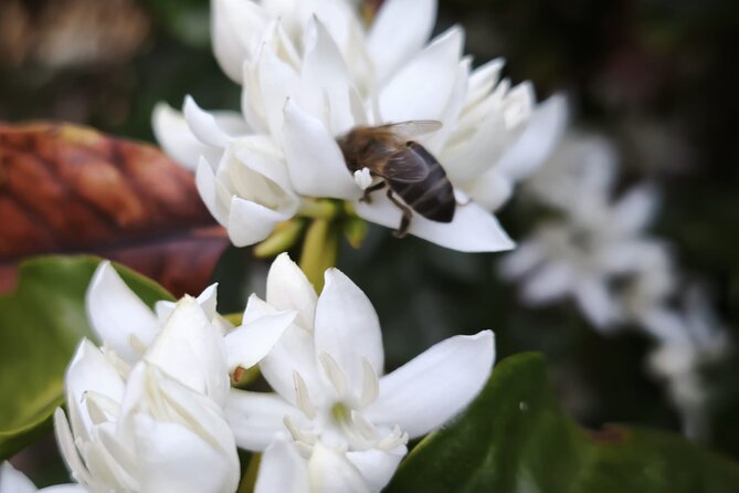 Explore Gran Canaria’s Coffee at Finca Los Castaños - Time, Pace, and Weather: The Logistics That Can Make or Break It