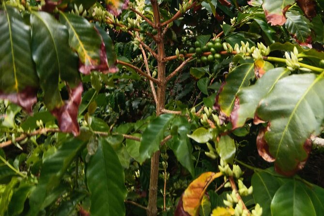 Explore Gran Canaria’s Coffee at Finca Los Castaños - Price and Value: Does $23.66 Make Sense?