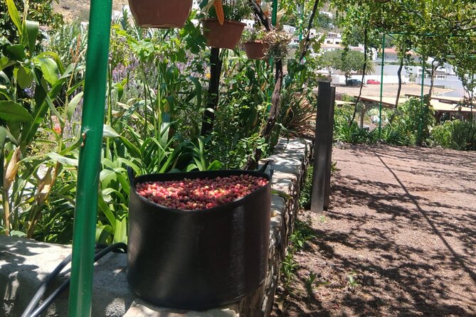 Explore Gran Canaria’s Coffee at Finca Los Castaños - The Shop Experience: How to Buy Without Regret