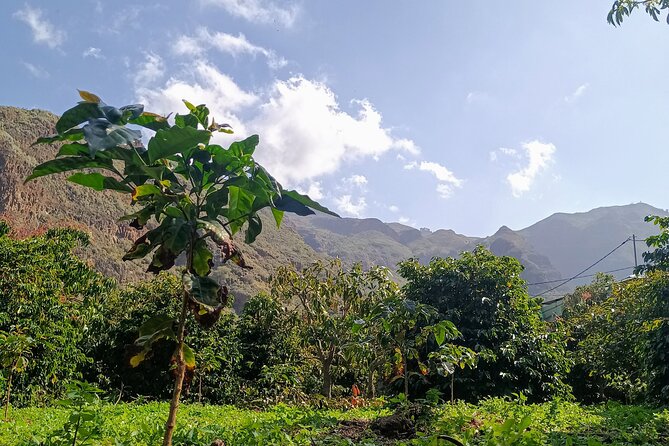 Explore Gran Canaria’s Coffee at Finca Los Castaños - Harvest to Cup: Freshly Roasted Coffee and Tea (Plus Homemade Add-Ons)