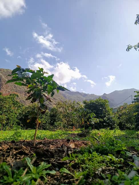 Finca Los Castaños: Agaete Valley Coffee Tour & Tasting - Key things to know before you go