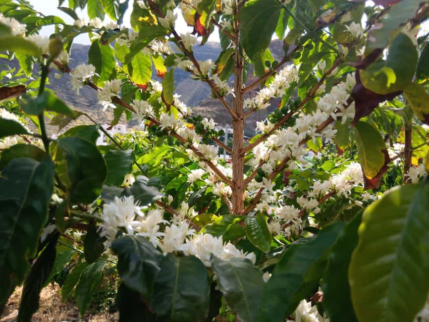 Finca Los Castaños: Agaete Valley Coffee Tour & Tasting - The 1-hour plantation walk: what you’ll see on the guided tour
