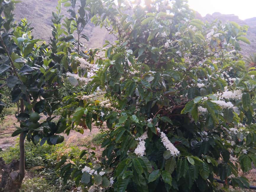 Finca Los Castaños: Agaete Valley Coffee Tour & Tasting - Volcanic microclimate and flavor: what the guide wants you to notice