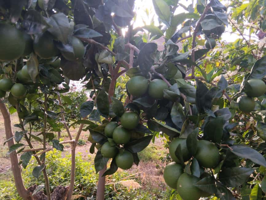 Finca Los Castaños: Agaete Valley Coffee Tour & Tasting - Coffee tasting: what you get, and how to get more from it