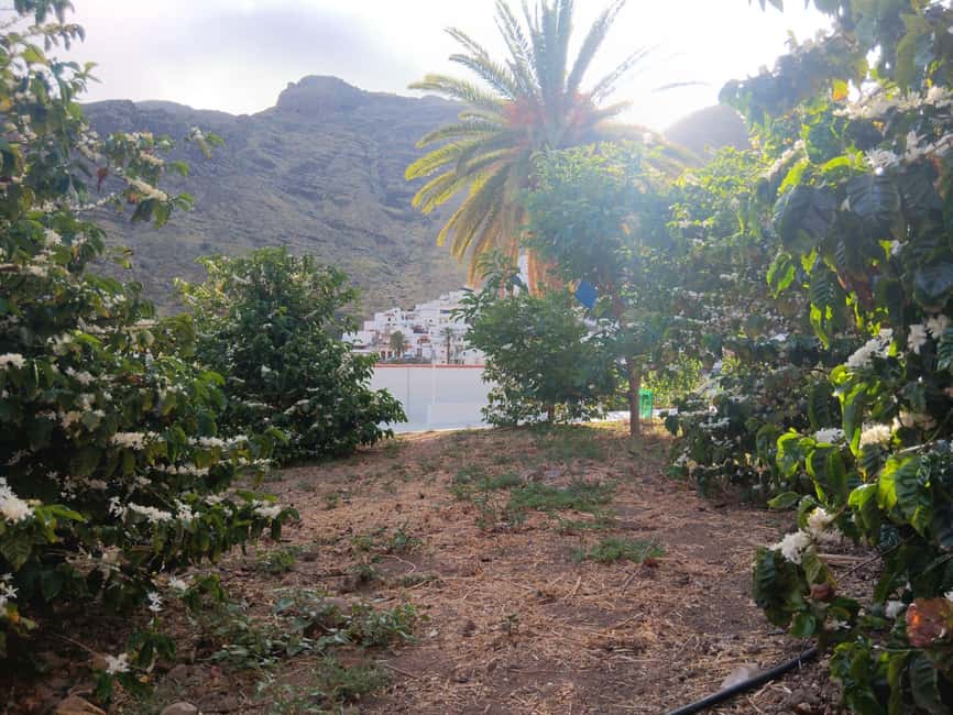 Finca Los Castaños: Agaete Valley Coffee Tour & Tasting - Price and logistics: does $23 deliver value?