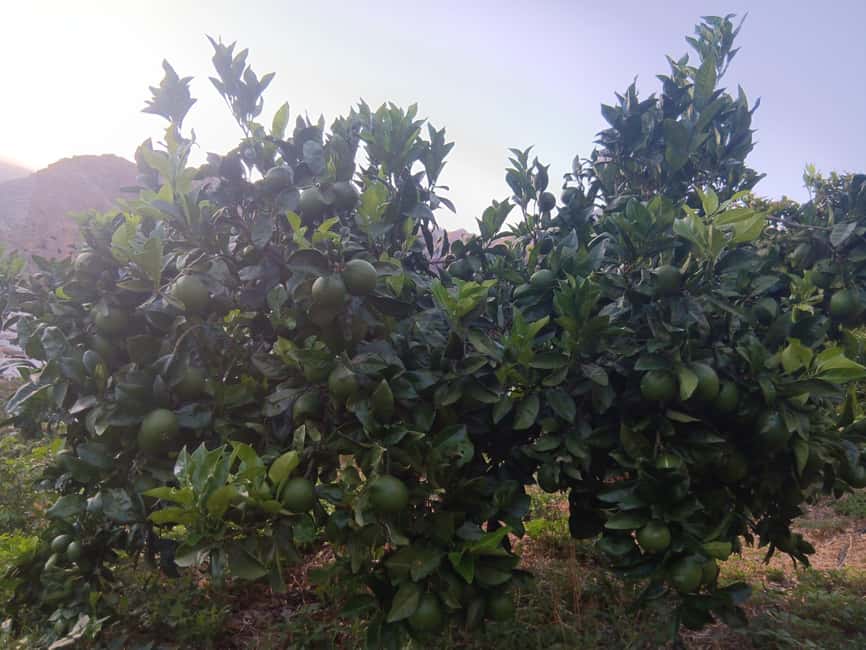 Finca Los Castaños: Agaete Valley Coffee Tour & Tasting - What kind of traveler this is best for
