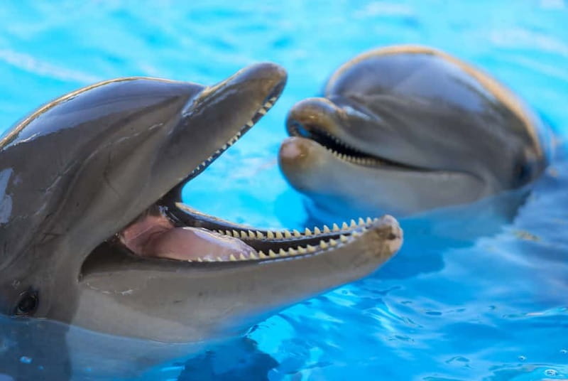 From Gran Canaria: Day Trip to Loro Parque Tenerife - Key highlights at a glance