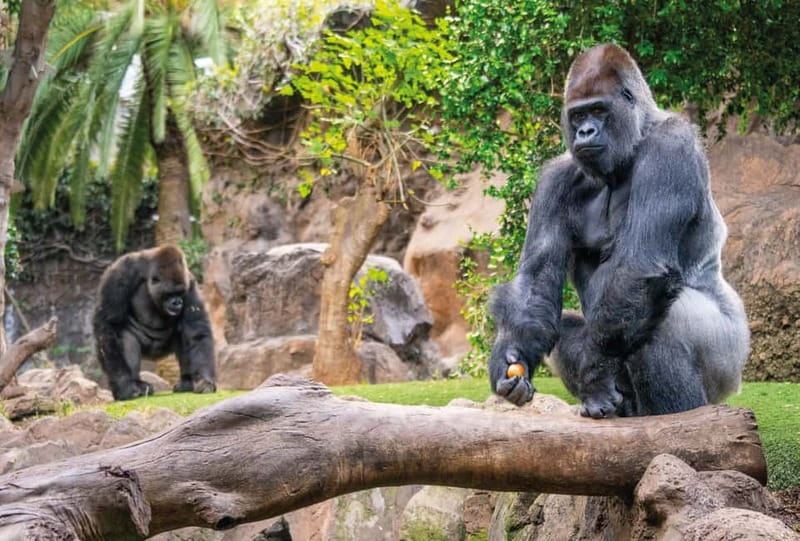 From Gran Canaria: Day Trip to Loro Parque Tenerife - Who this day trip is best for (and who should skip it)