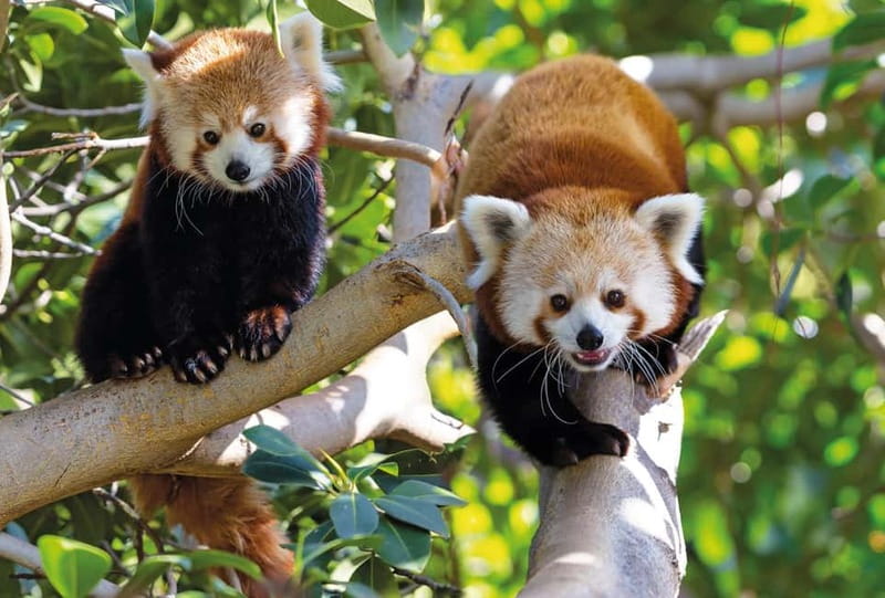 From Gran Canaria: Day Trip to Loro Parque Tenerife - Loro Parque from Gran Canaria: what the 12-hour plan really gives you