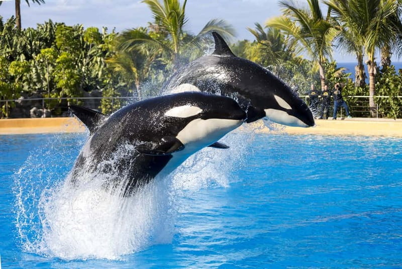 From Gran Canaria: Day Trip to Loro Parque Tenerife - The Puerto de la Cruz arrival and fast park entry