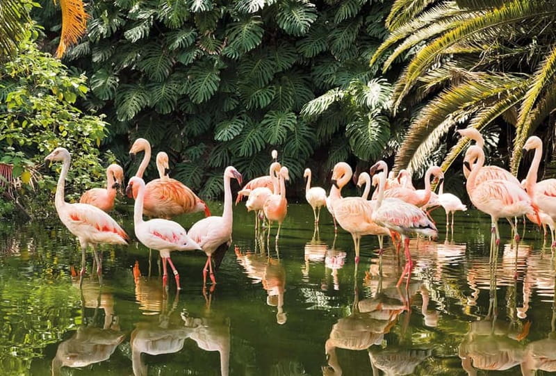 From Gran Canaria: Day Trip to Loro Parque Tenerife - Your Loro Parque must-sees: shows, mammals, reptiles, and birds