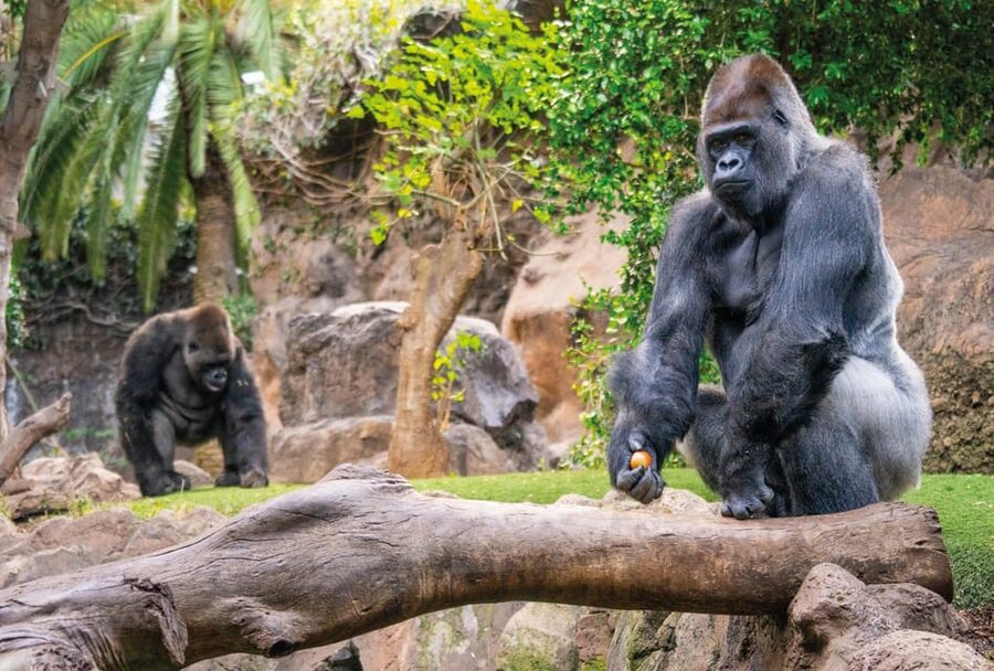 From Gran Canaria: Day Trip to Loro Parque Tenerife - Dolphin and sea lion shows: how to enjoy them without rushing