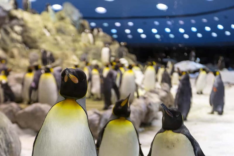 From Gran Canaria: Day Trip to Loro Parque Tenerife - Ferry time: why the Agaete to Santa Cruz crossing matters