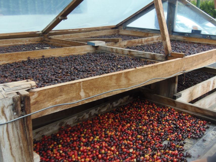 From Las Palmas: Full-Day Tour of the North - Agaete Coffee Fields and Arabyca Typica: a taste of the north’s flavor