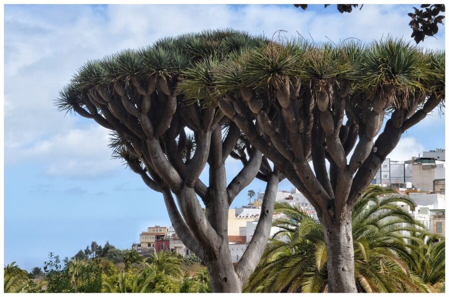 From Las Palmas: Full-Day Tour of the North - Arucas First: Stroll the town, then face the neo-Gothic St. John