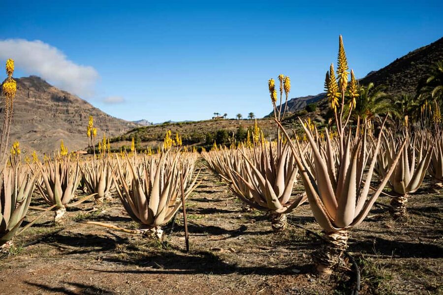 From Mogán/Maspalomas/Arguineguín: Arucas, Firgas, and Teror - Aloe Vera finca in Gran Canaria: what you’ll learn and what to buy