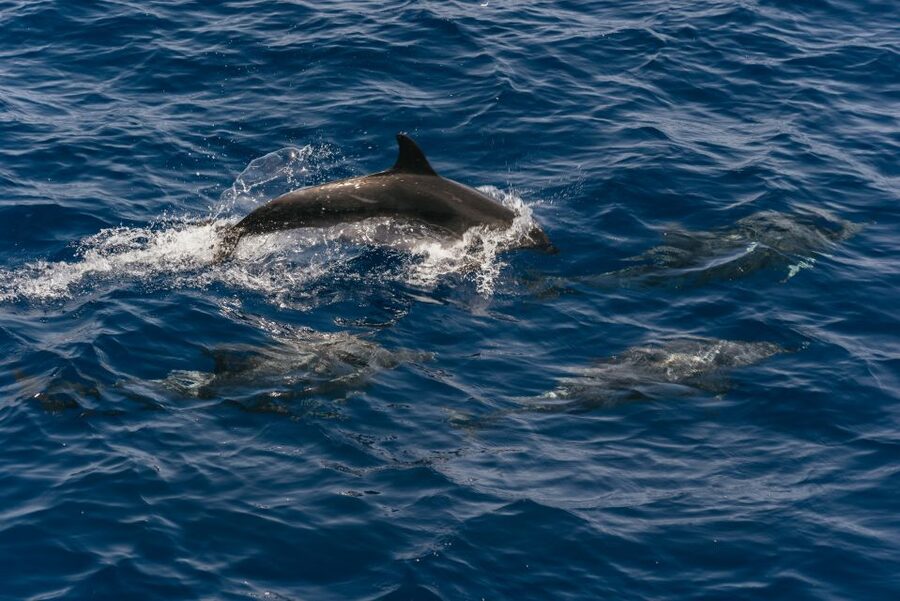 From Puerto Rico de Gran Canaria: Dolphin Watching Cruise - Key Things I’d Prioritize on This Cruise