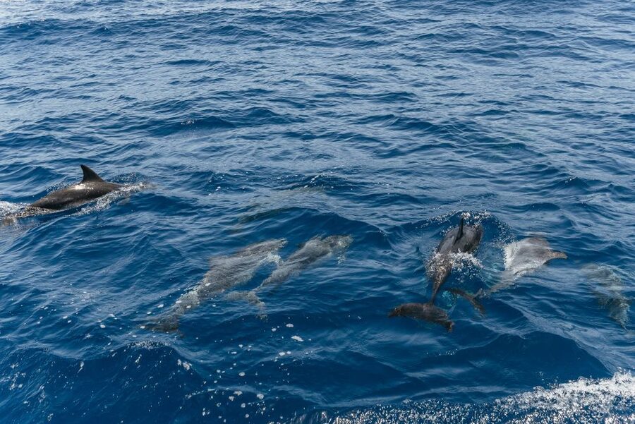 From Puerto Rico de Gran Canaria: Dolphin Watching Cruise - Who This Tour Is Best For (And Who Might Want Another Option)