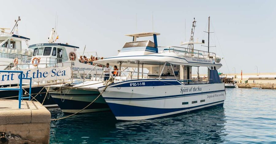 From Puerto Rico de Gran Canaria: Dolphin Watching Cruise - Departing Puerto Rico: The Southwest-Coast Search Strategy