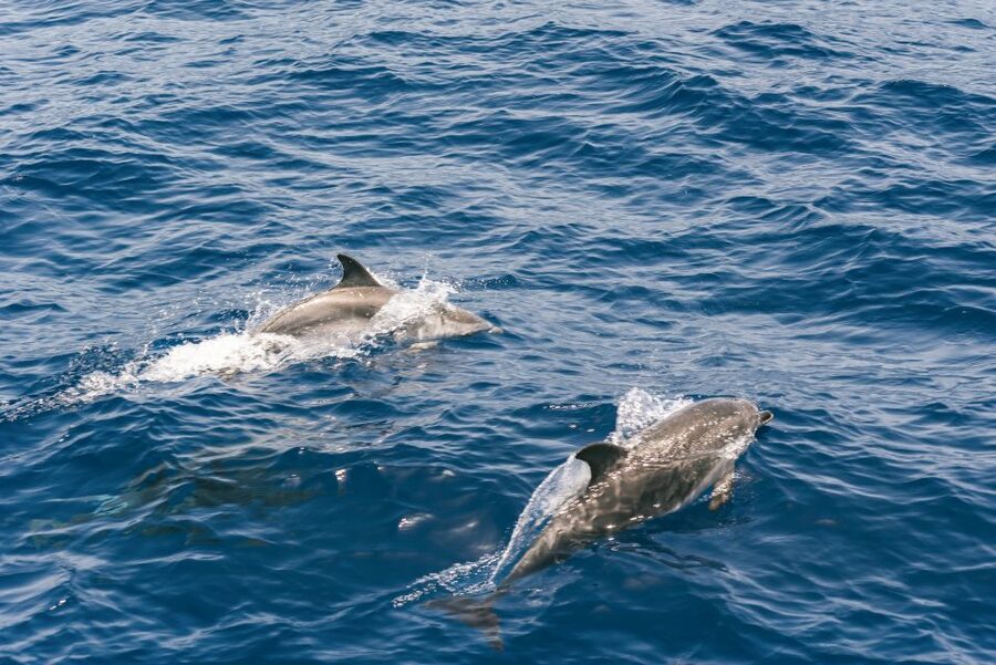 From Puerto Rico de Gran Canaria: Dolphin Watching Cruise - The Underwater Glass-Bottom Moment: How to Use It Smartly