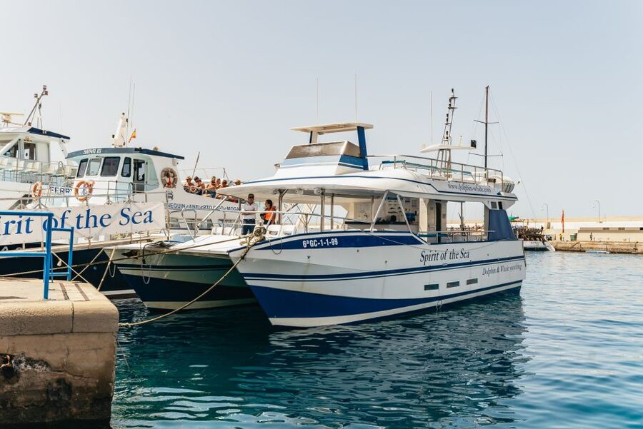 From Puerto Rico de Gran Canaria: Dolphin Watching Cruise - How the Pickup Works and What the Timing Feels Like