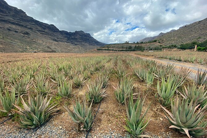 Full-Day Gran Canaria Tour with Teror, Tejeda and Lunch in Fataga - A route built for inland Gran Canaria in one day