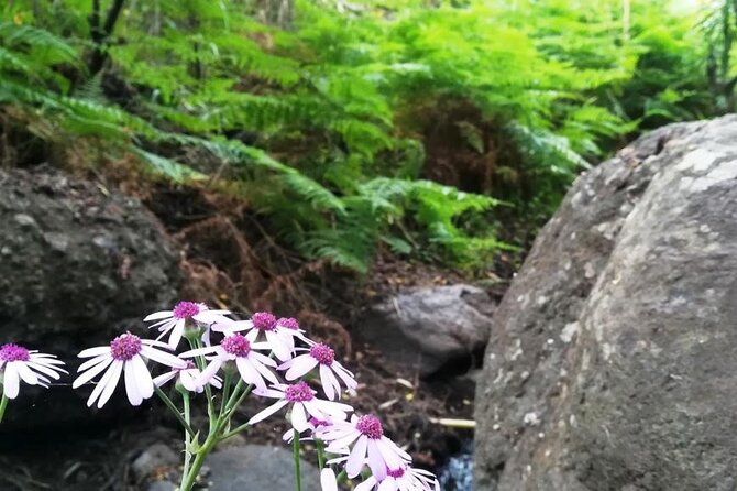 Full day Hiking and Waterfalls Experience - Timing: a long day with a 2:00 pm restaurant stop