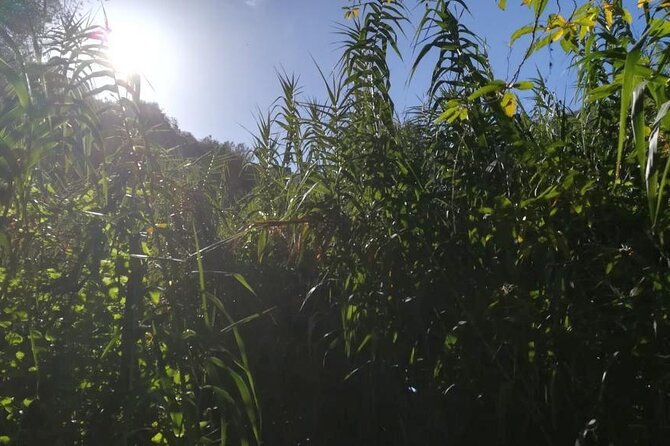 Full day Hiking and Waterfalls Experience - The south vs north microclimate hike and why the plants feel different