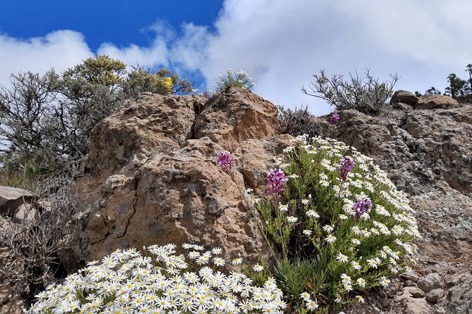 Full day Hiking Gran Canaria Peaks of Gran Canaria - Price and value: $84.66 for a guided mountain day (not just a trail)