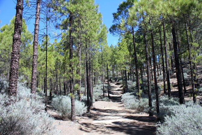 Full day Hiking Gran Canaria Peaks of Gran Canaria - What the full day feels like: 9 hours, with the walking timed right
