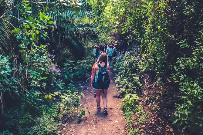 Full Day Rainforest Tour with Tasting and Swimming Time ツ - Key highlights worth planning for